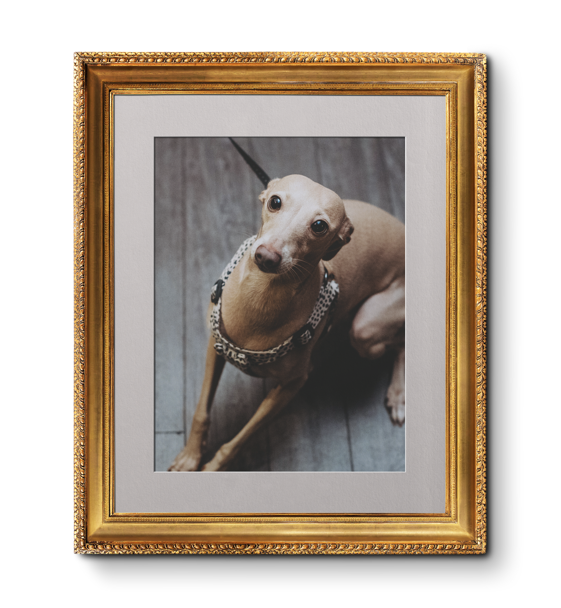 Dog looking up with head tilted. Italian Greyhound. Dog Friendly pub, Waterfoot