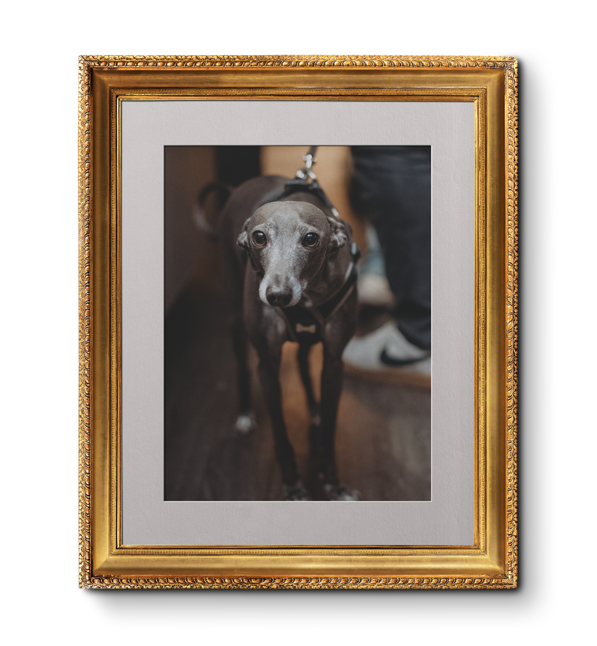 Dog in a gilded frame, standing on a dark wooden floor. Italian Greyhound. Dog Friendly pub, Waterfoot