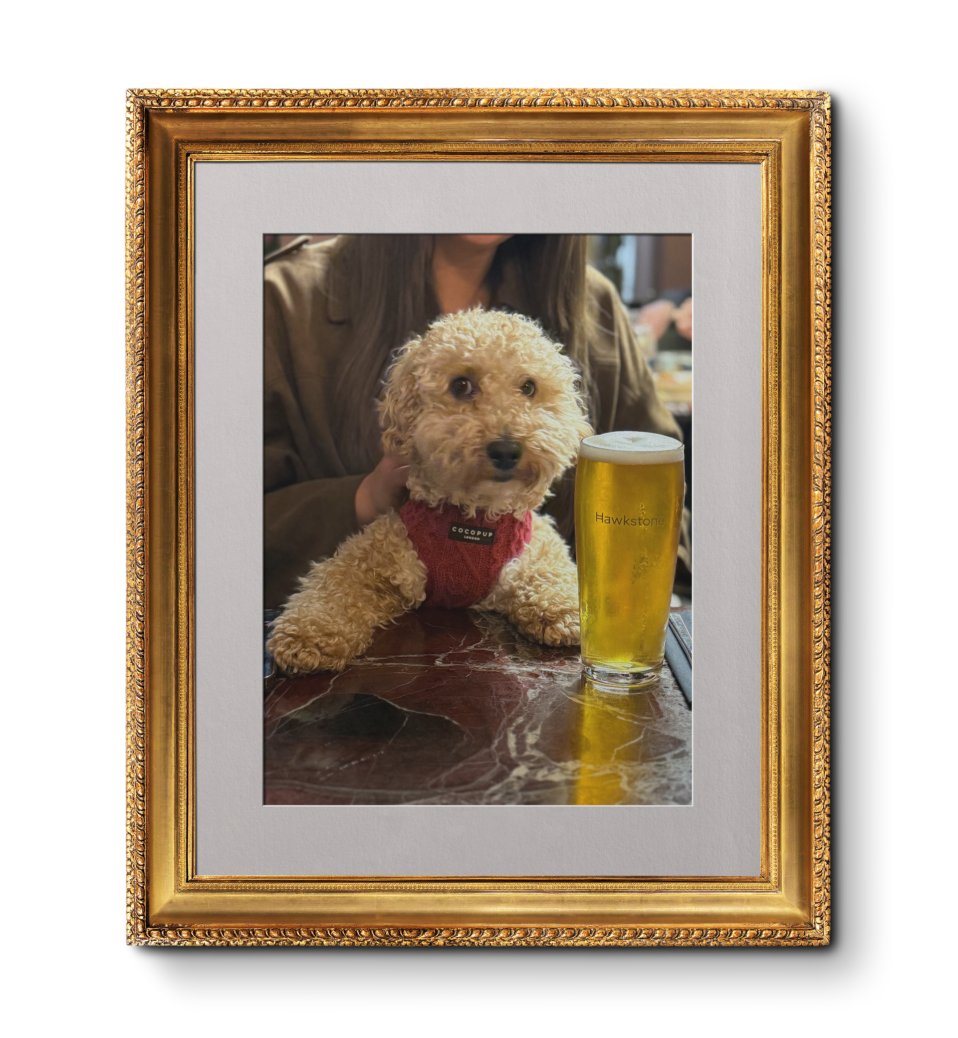 Dog in a red harness sits at a bar next to a glass of beer. Dog Friendly Pub - Waterfoot, Rossendale