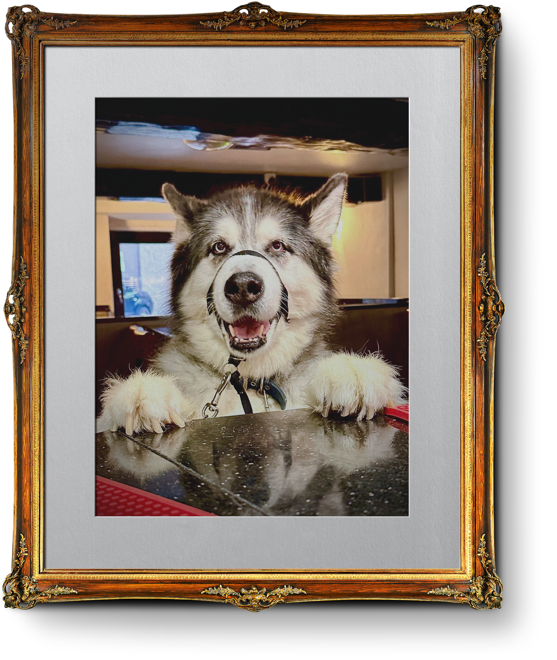 Dog friendly bar & Kitchen, restaurant the Boot & Show, Waterfoot