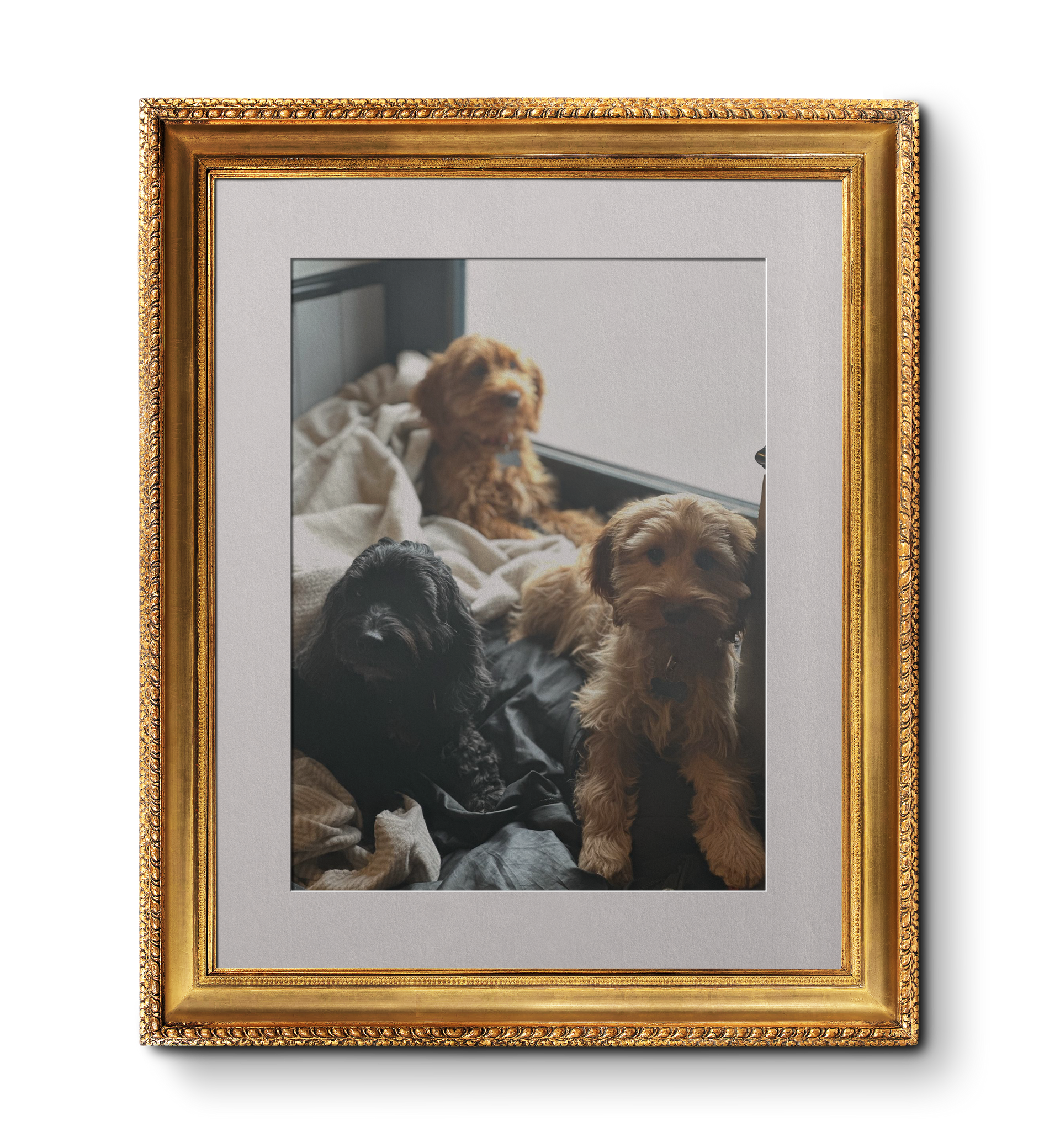 Cute Group shot of dogs and puppies in the Boot & Shoe Waterfoot, Rossendale