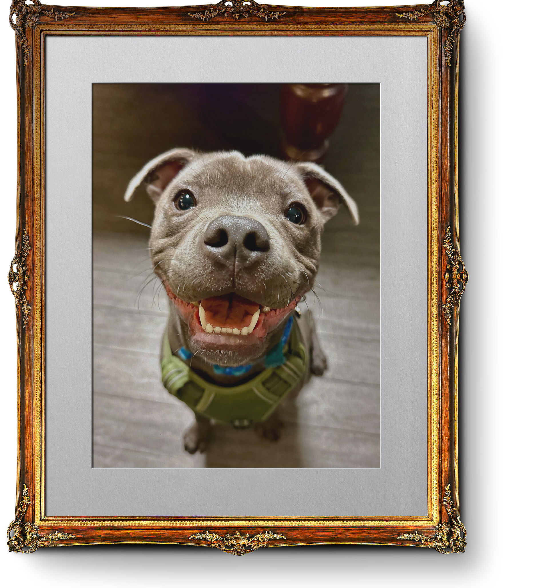 Cute Dog - Dog Friendly pub, Waterfoot