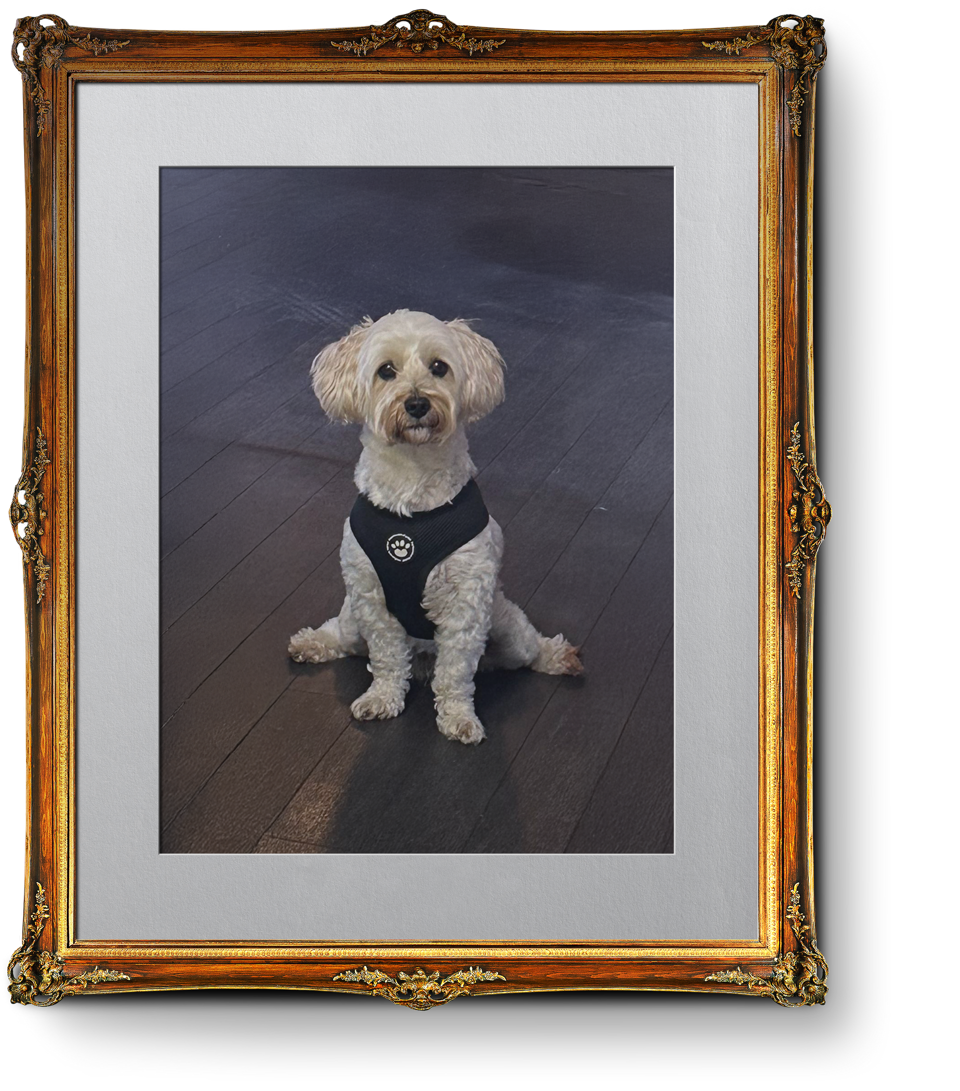 Pet Friendly Bar & Kitchen, the Boot & Shoe Waterfoot