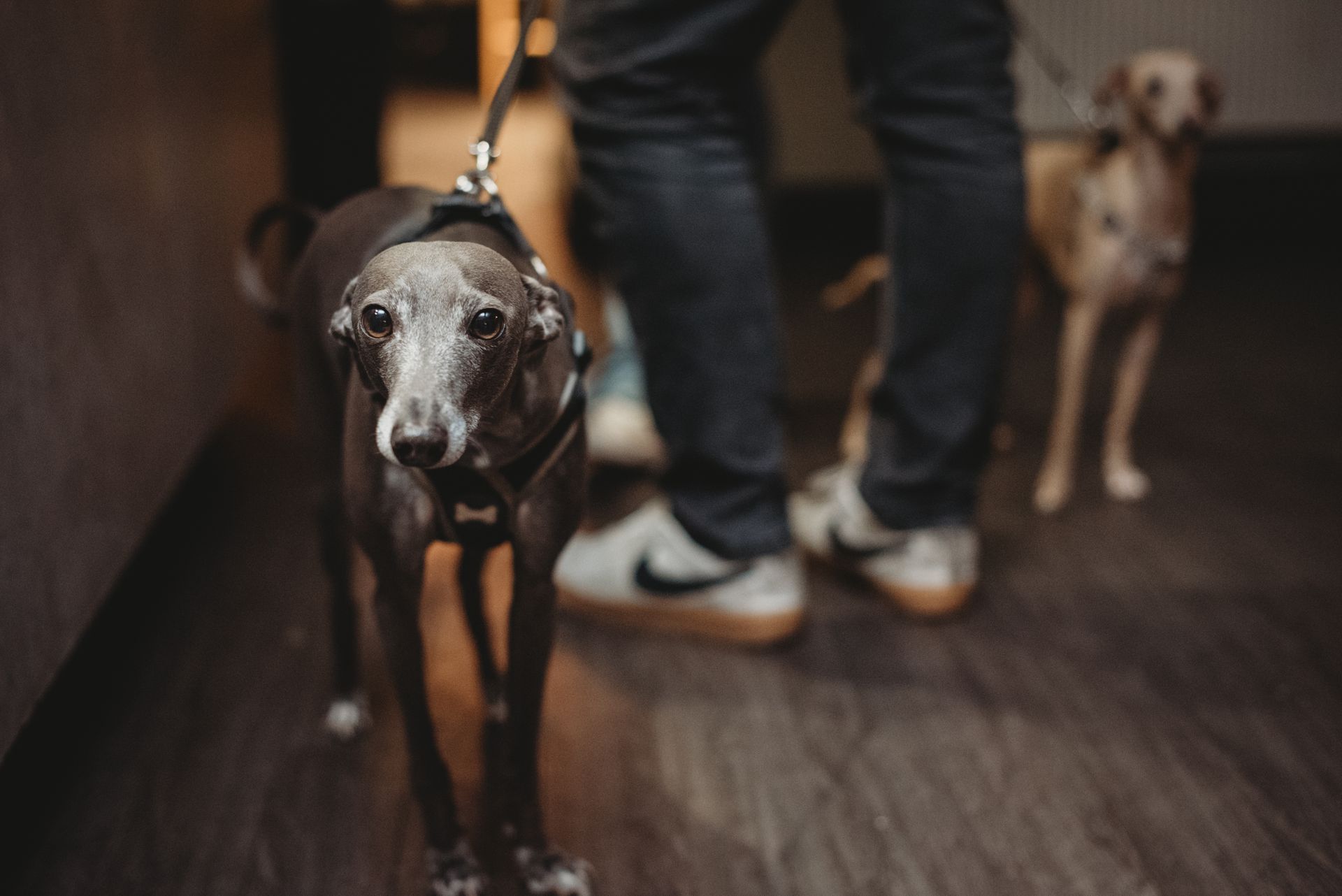 Two greyhounds on leashes with person wearing jeans and sneakers. One dog looks at the camera. Wooden floor.