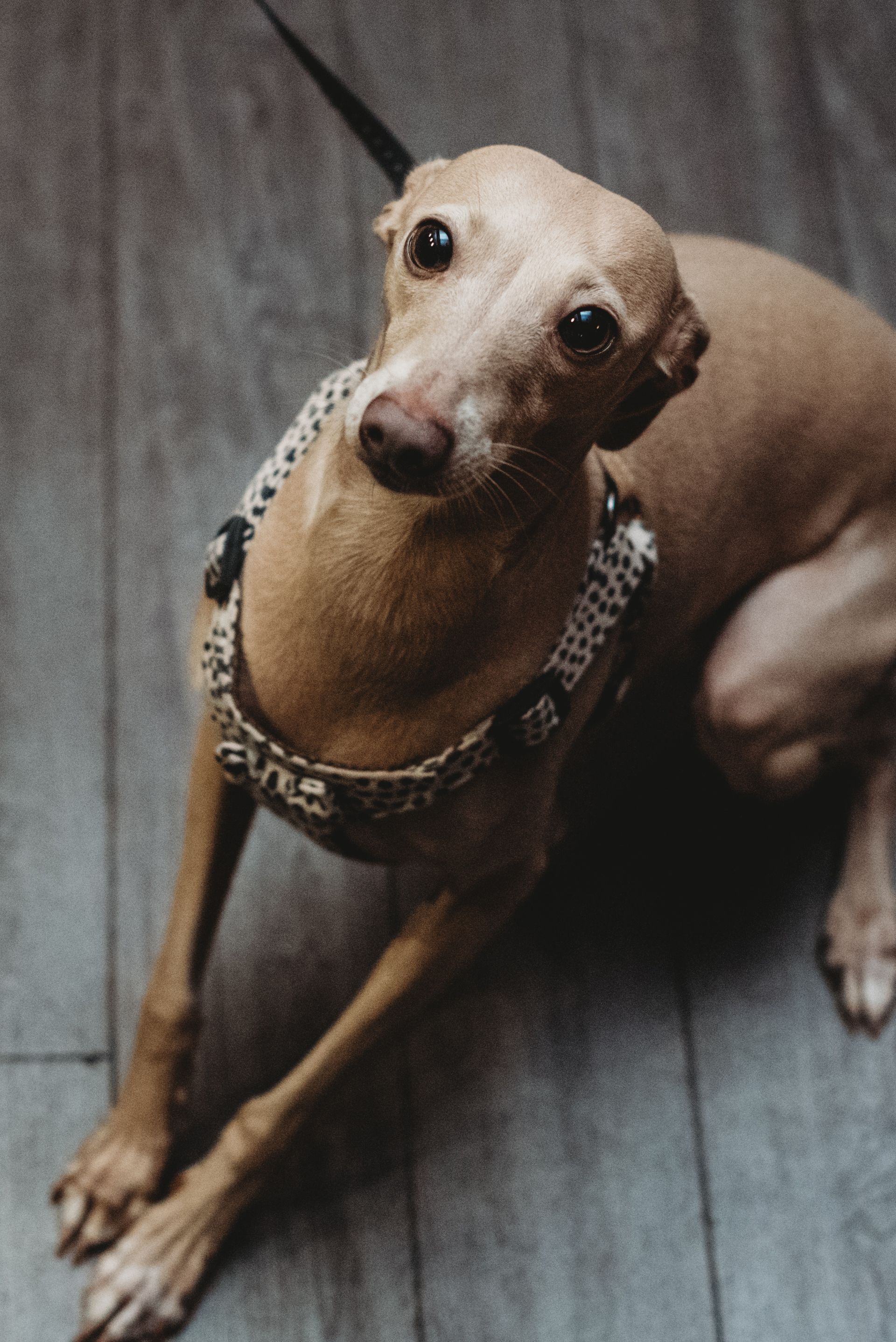 Tan Italian Greyhound dog wearing a harness looking up, on a wood floor.