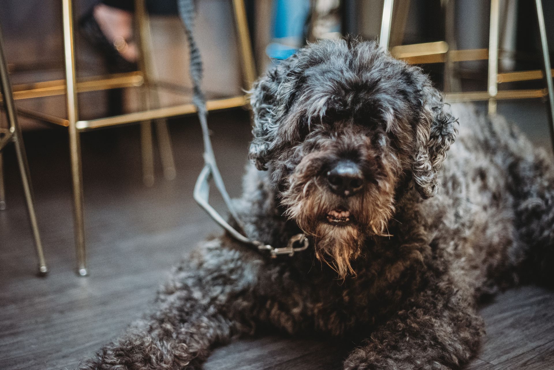 Black, shaggy dog with a leash, lying on the floor indoors, looking at the camera.