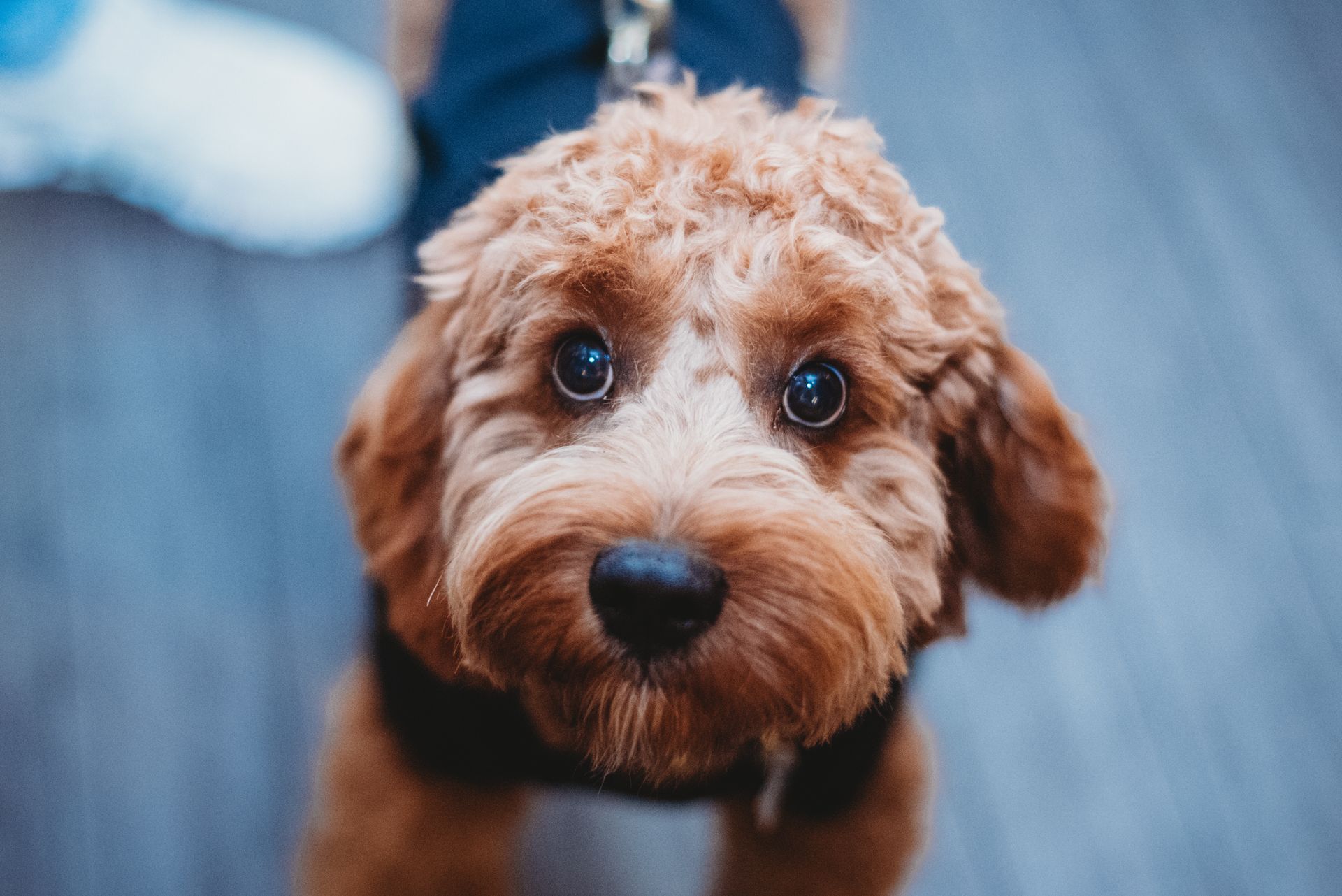 Brown Goldendoodle dog looking up, wearing a harness.