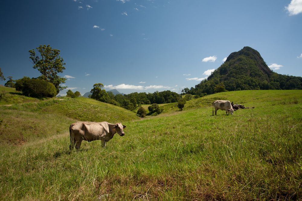 Grassy Field With A Mountain In The Background — Pootanky Bangalow, NSW