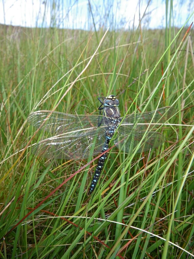 Dragonfly with black and blue markings perched in tall green grass.