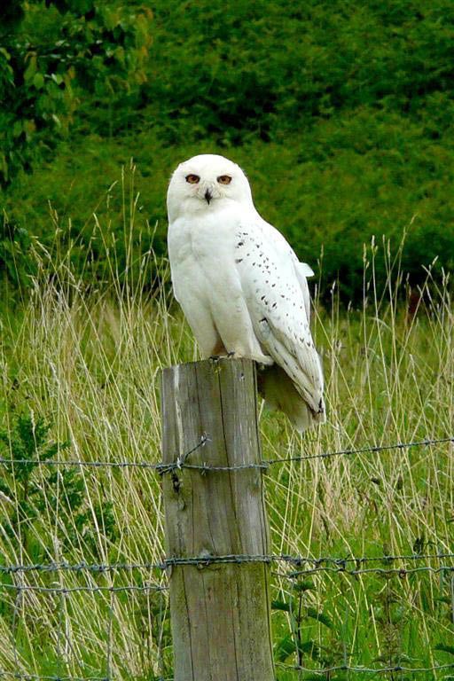 wildlife