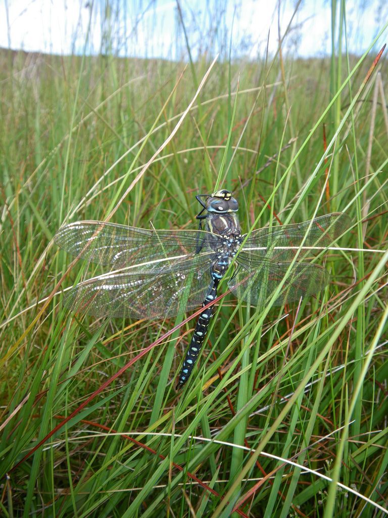wildlife