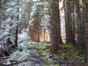 Forest scene with frosted trees, sun shining through, green moss on the ground.