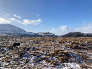 Dog standing on a snowy hillside, mountains in the background under a blue sky.