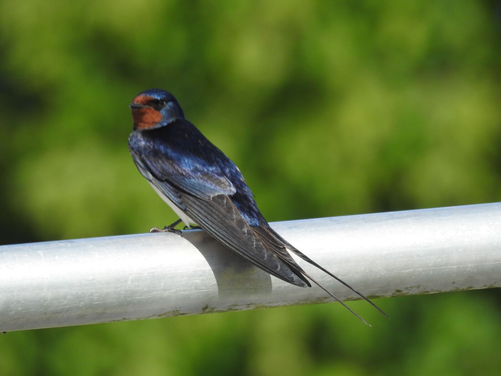 wildlife