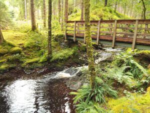 Wooden bridge over a flowing stream in a lush, green forest.