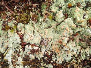 Close-up of a patch of pale green and tan lichen, with small orange and brown growths interspersed.