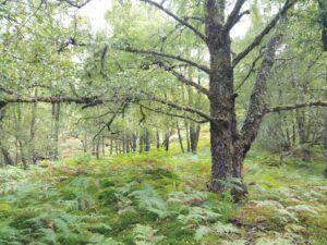 A forest scene with a birch tree in the foreground and ferns covering the ground.