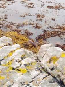 Otter resting in seaweed near rocks and water.