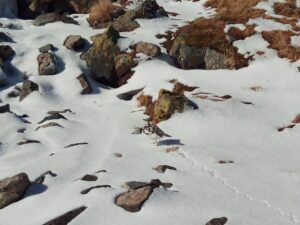 Snowy mountain scene with rocks and patches of dry grass. Animal tracks in the snow.