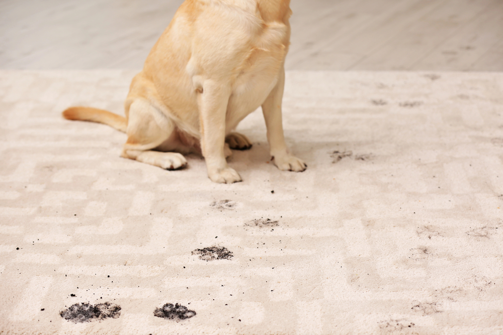 Carpet Cleaner for Pets 