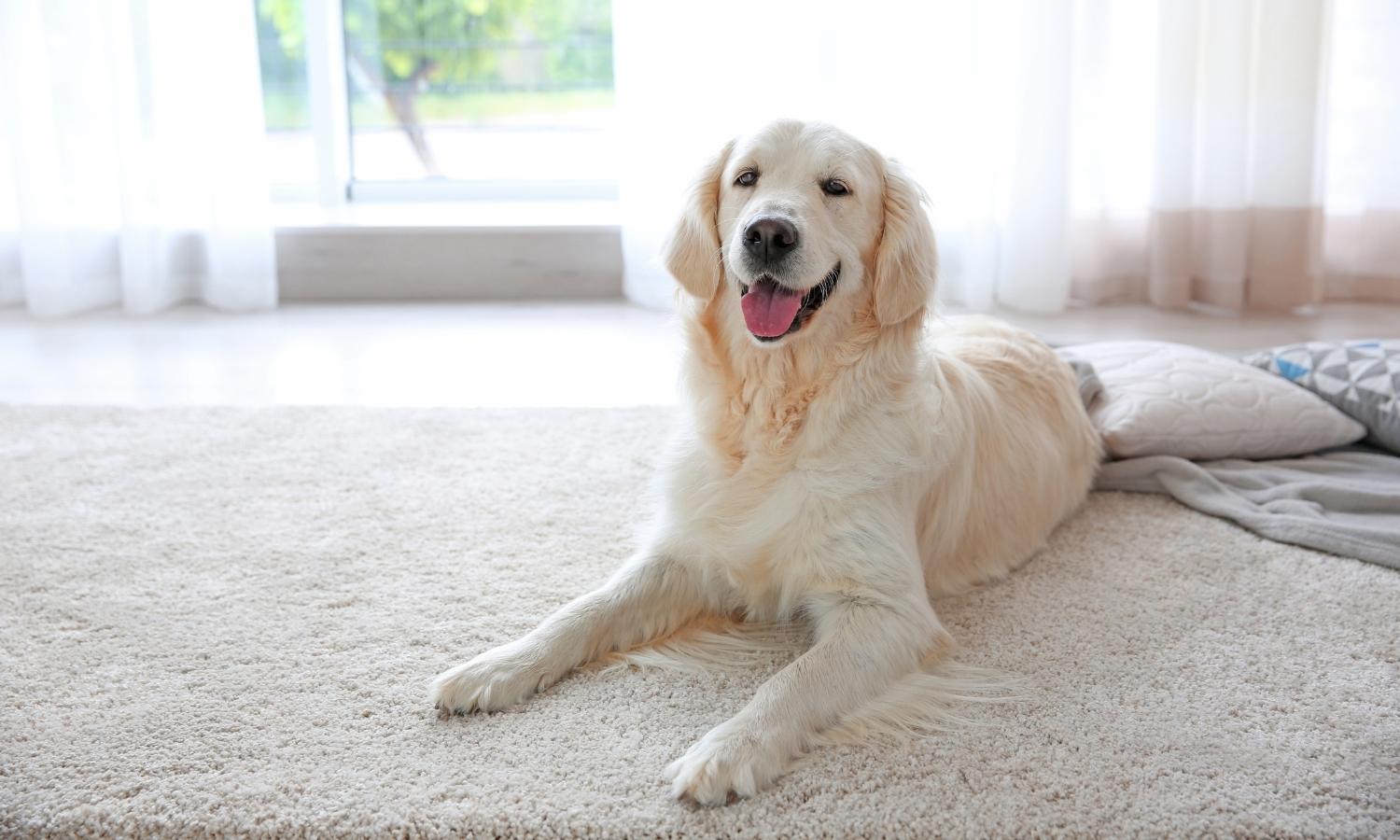Cleaning Pet Stains in carpet