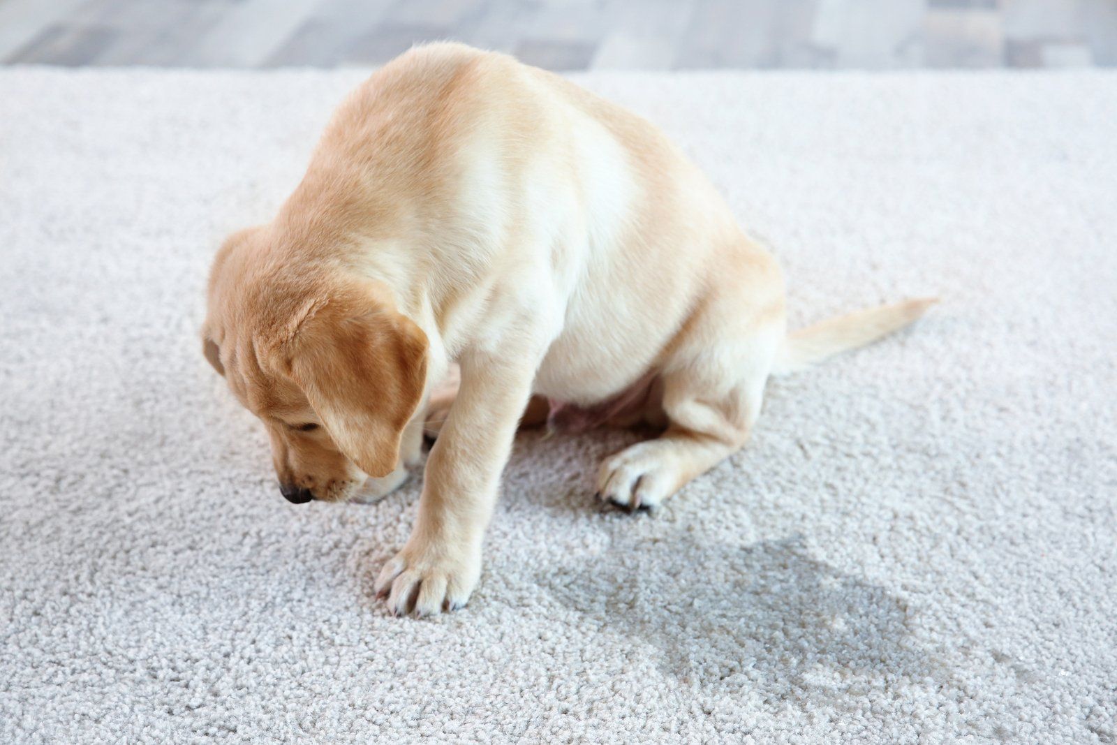 Pet Odor in Your Carpet
