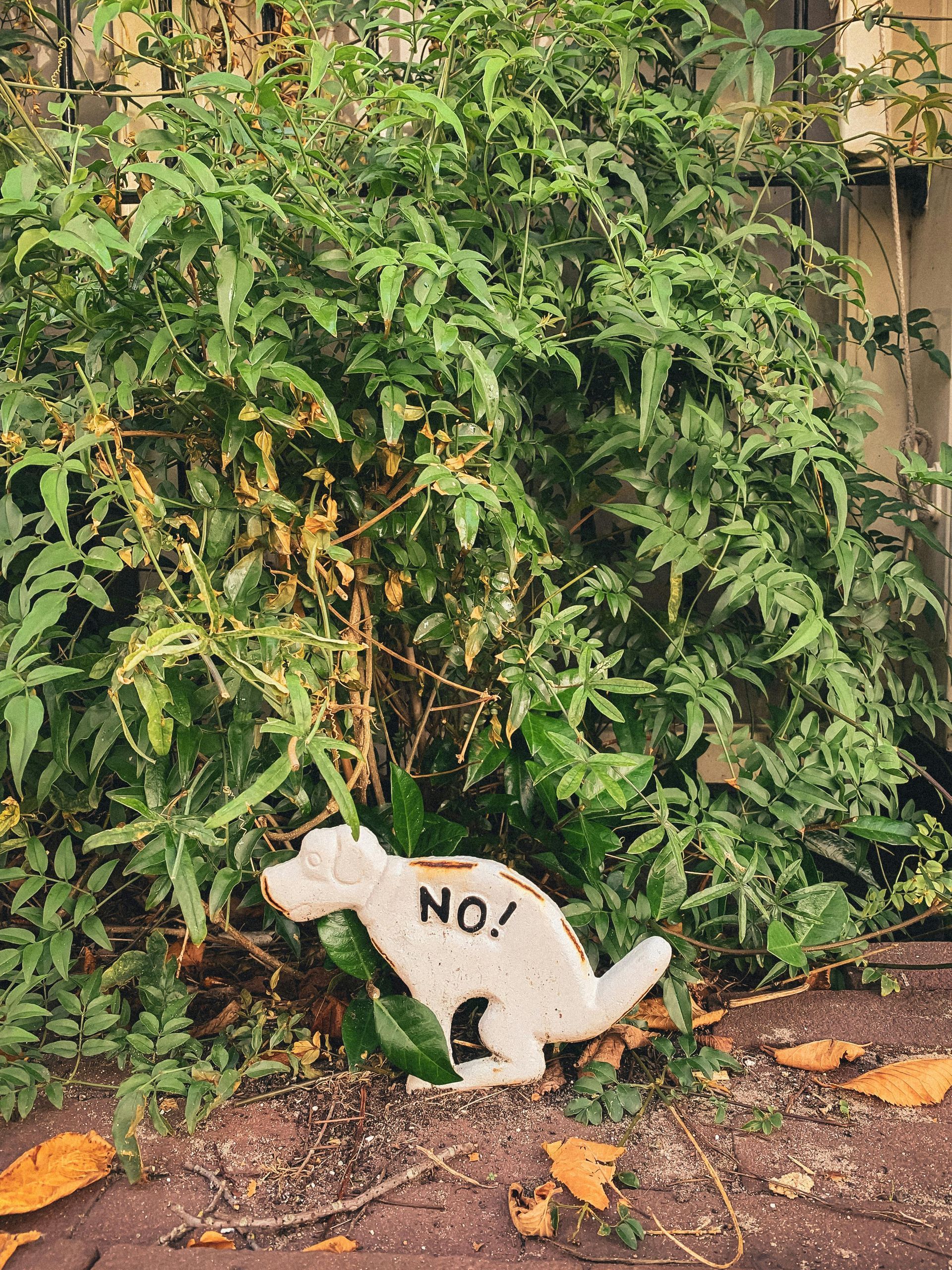 remove pet stains and odors remove pet stains and odors
