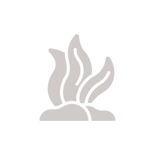 Seaweed icon