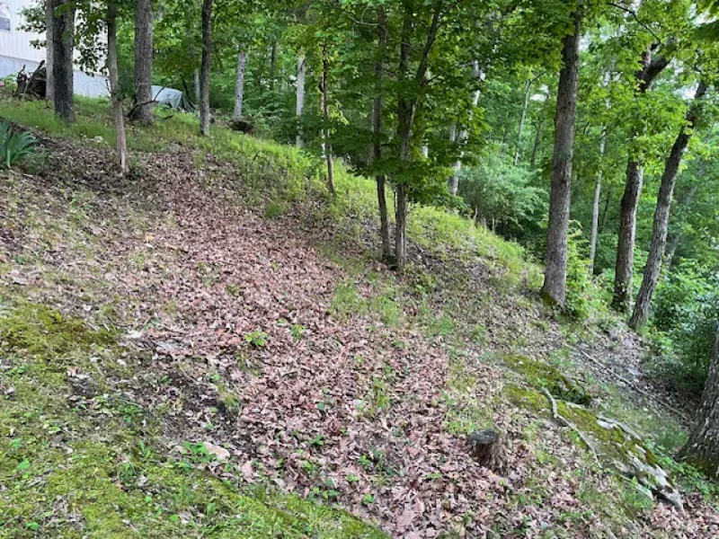 A path in the woods with trees and leaves on the ground.