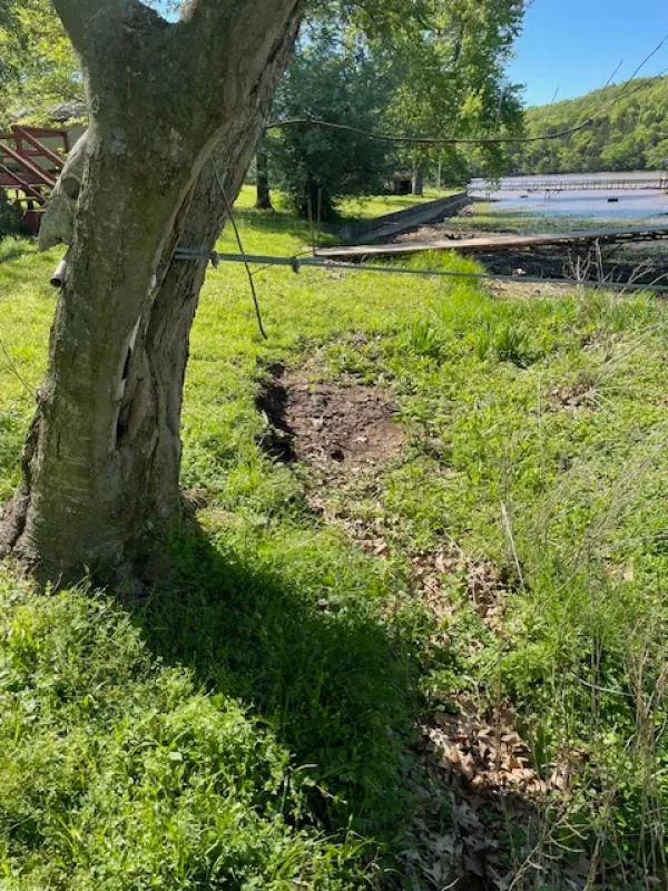 A tree stands in the middle of a grassy field next to a river.