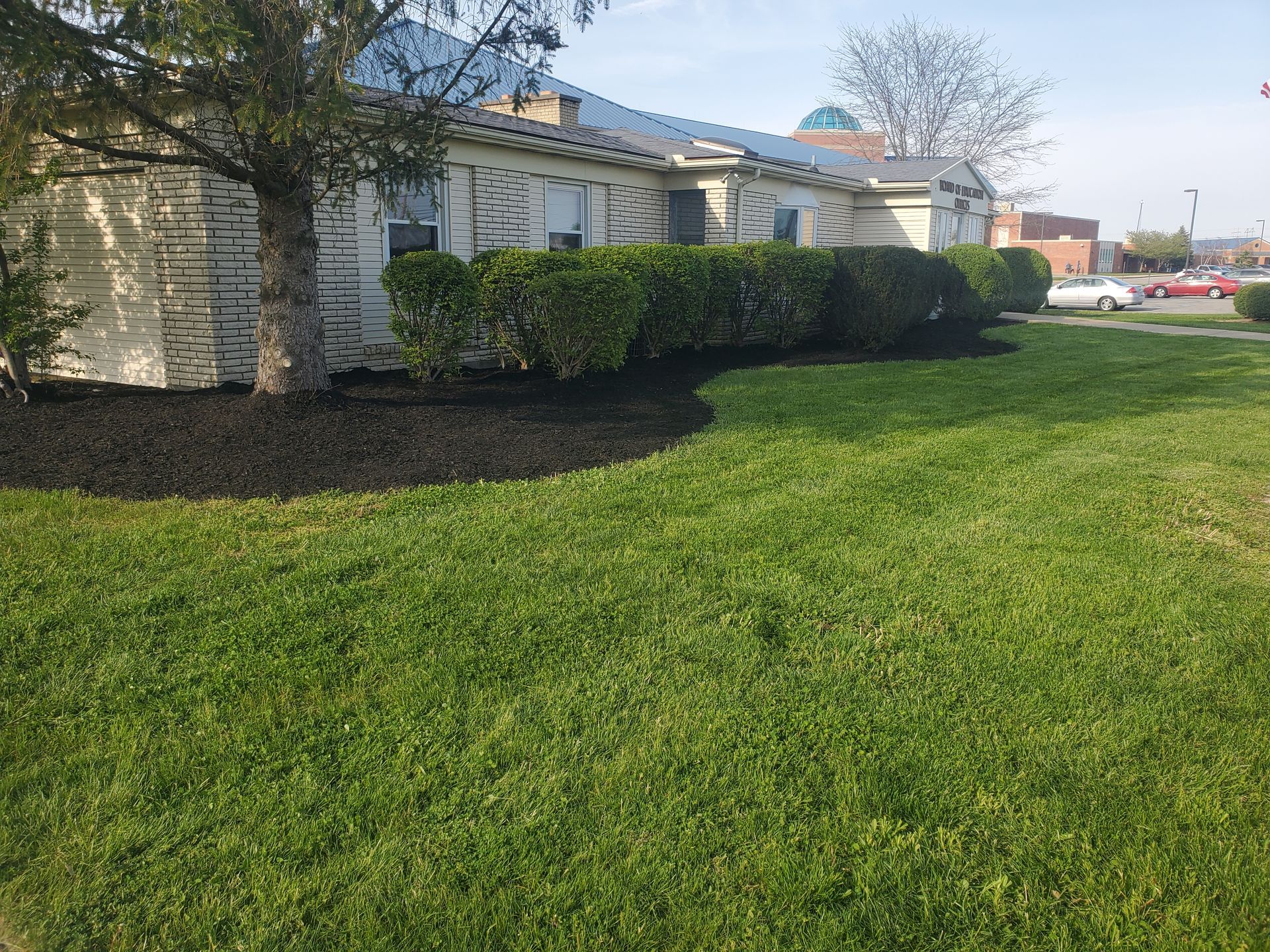 Green lawn with black mulch bordering a building with a row of green bushes, with a tree on the left.