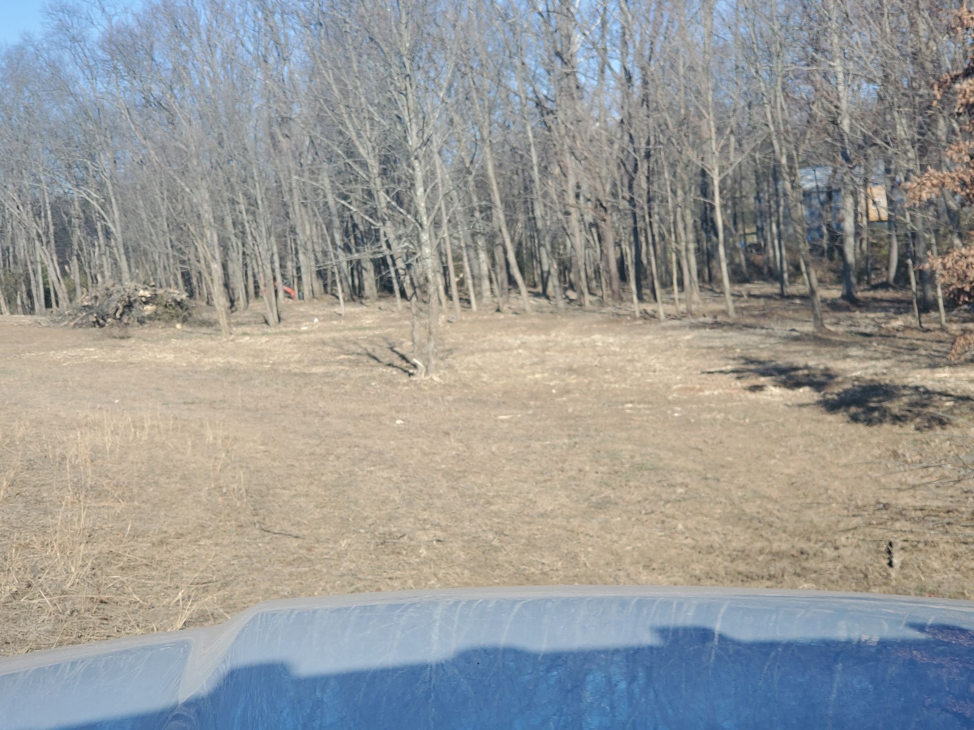 A field of dry grass with bare trees in the background under a blue sky; viewed from a vehicle.