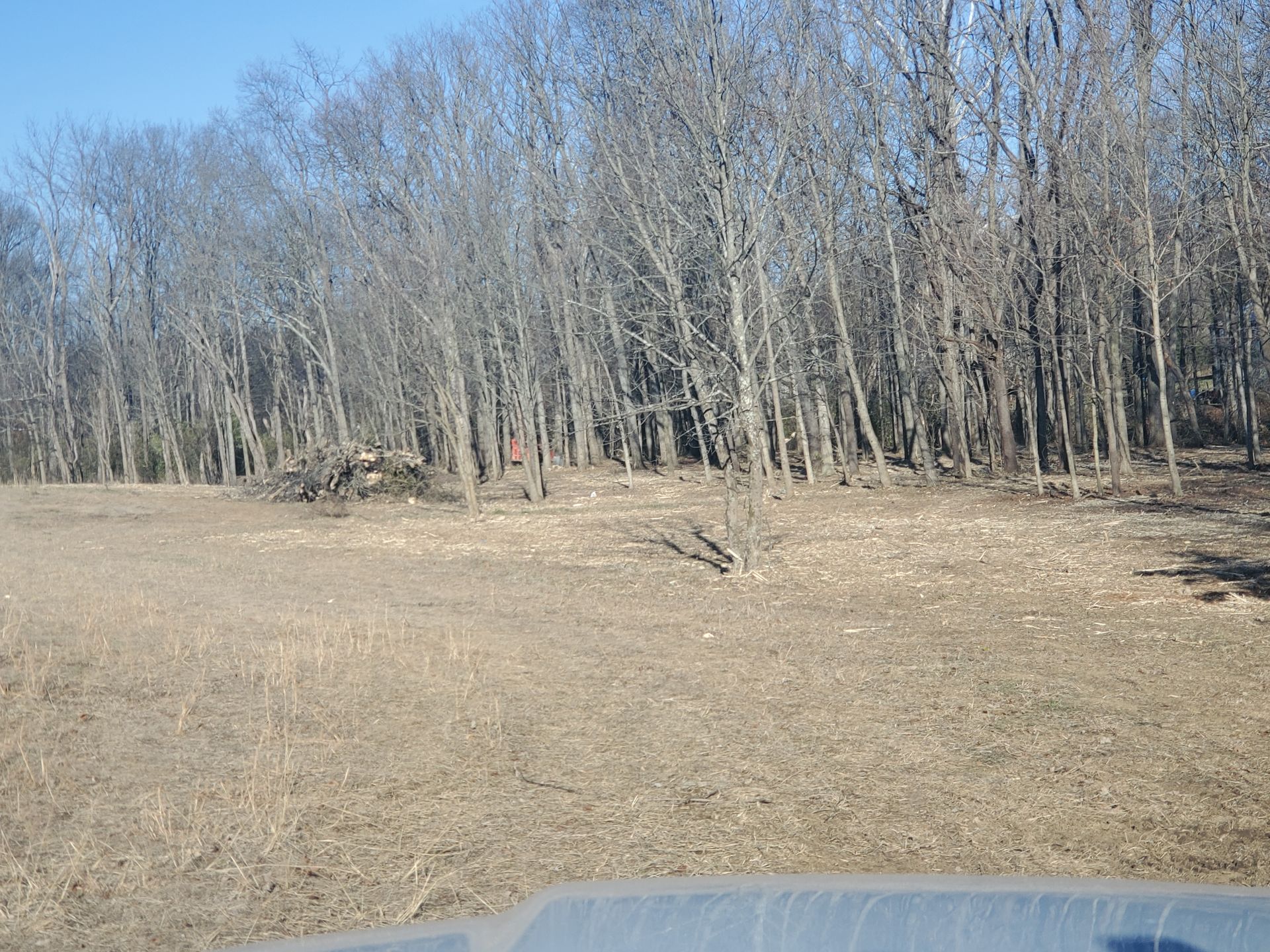 Field of dry grass bordering a leafless forest under a clear, sunny sky.