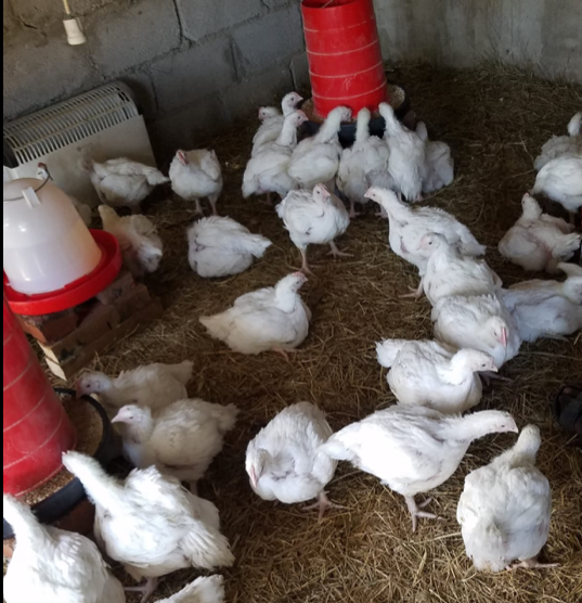 A bunch of white chickens are standing in a circle