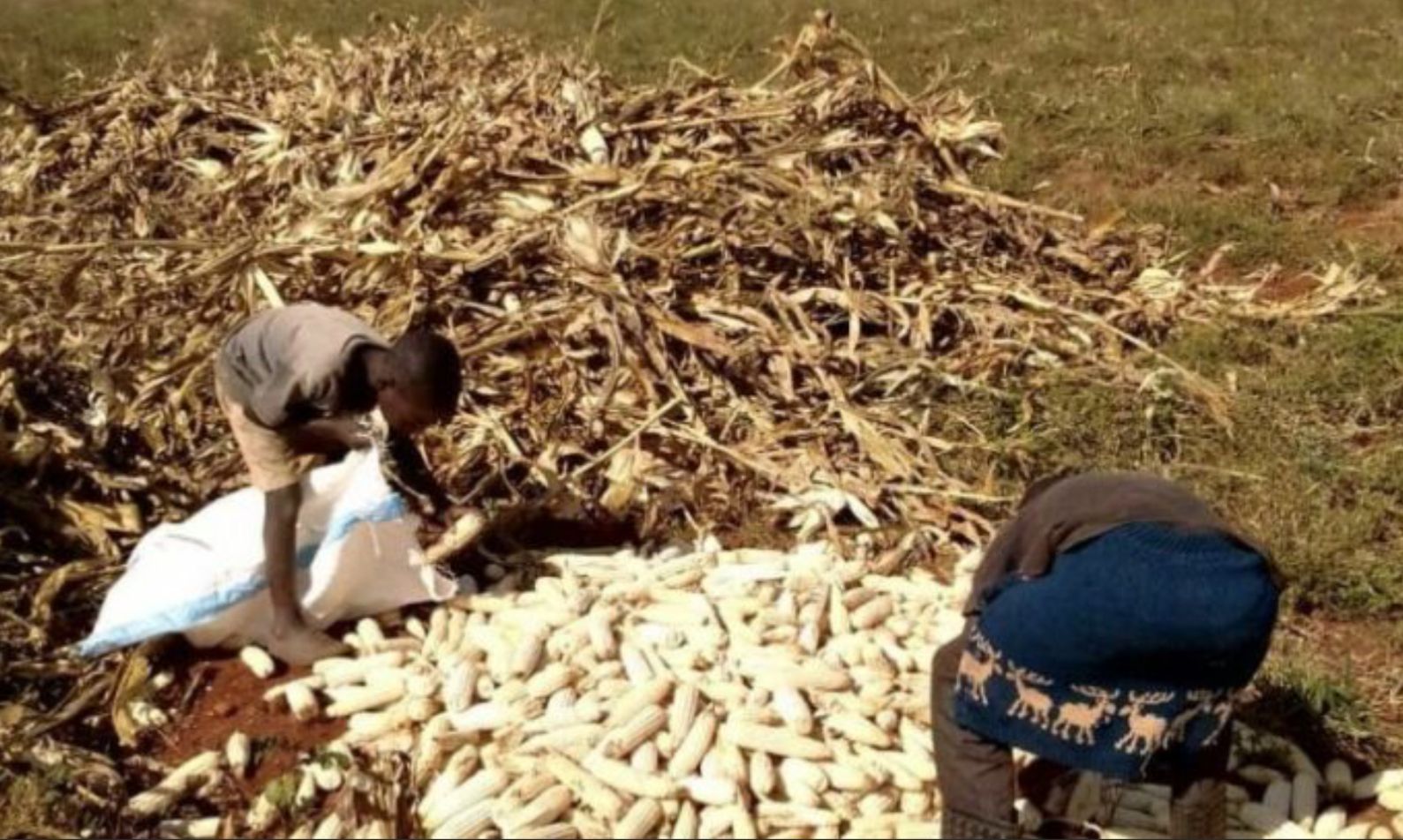 Two people loading corn cobs into a bag outdoors. Corn stalks and husks lie nearby.