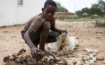 Young boy sorting damaged corn for a meal