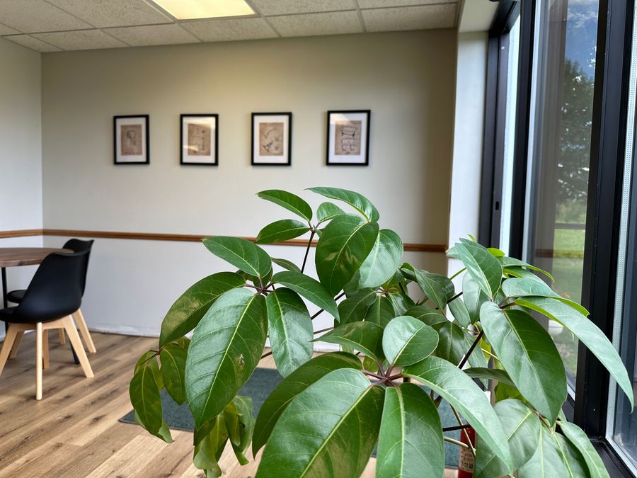 A plant is sitting in a room next to a window.