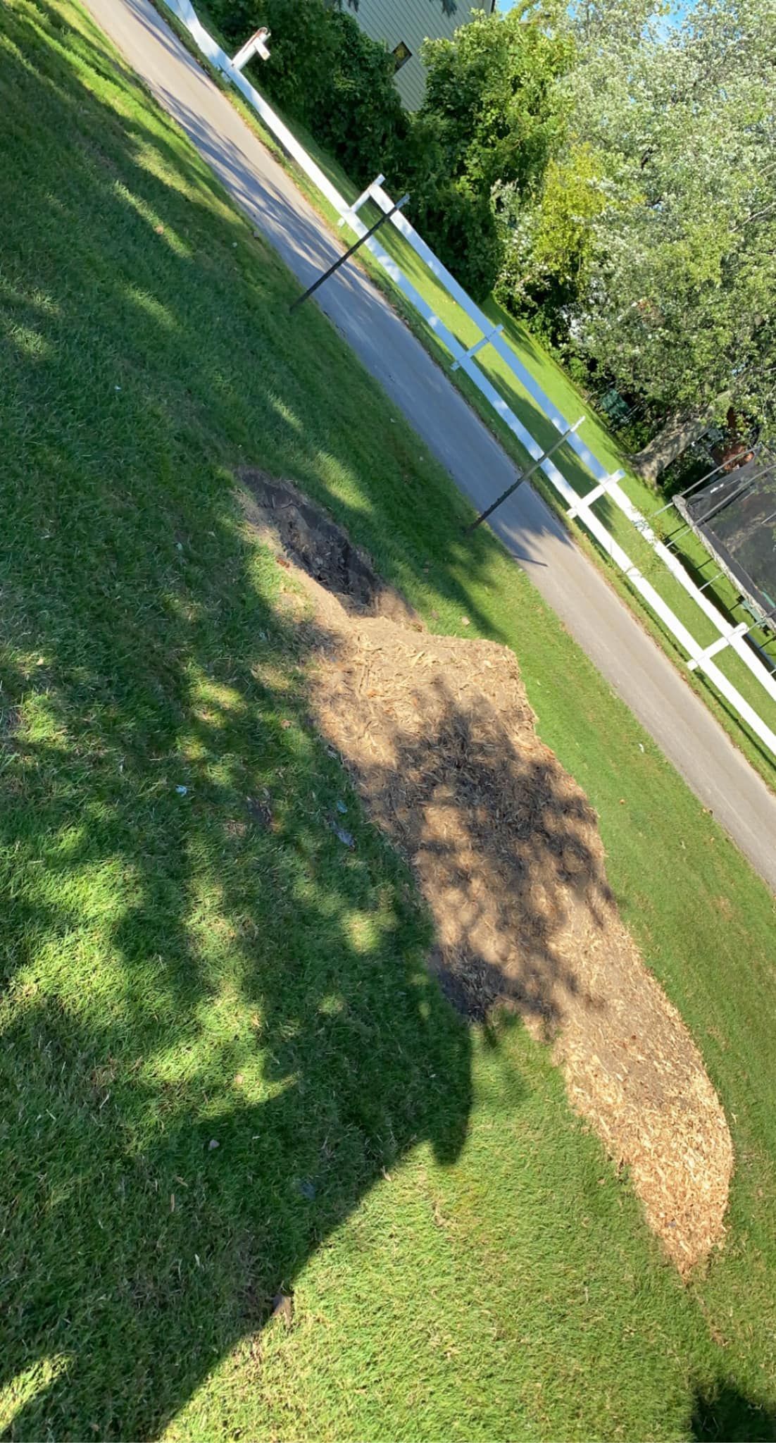 A shadow of a tree is cast on the grass next to a road.