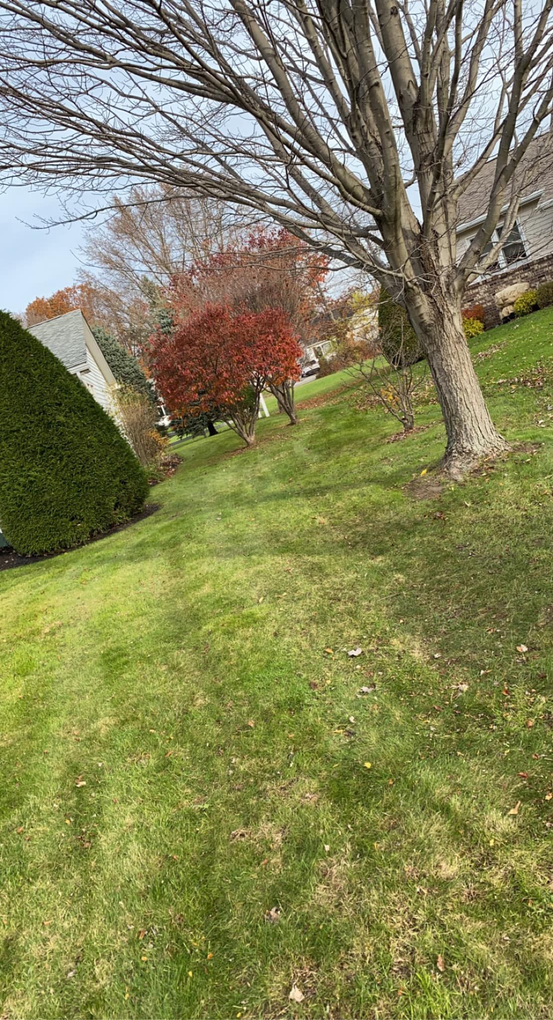 A lush green lawn with trees and bushes on a hillside.