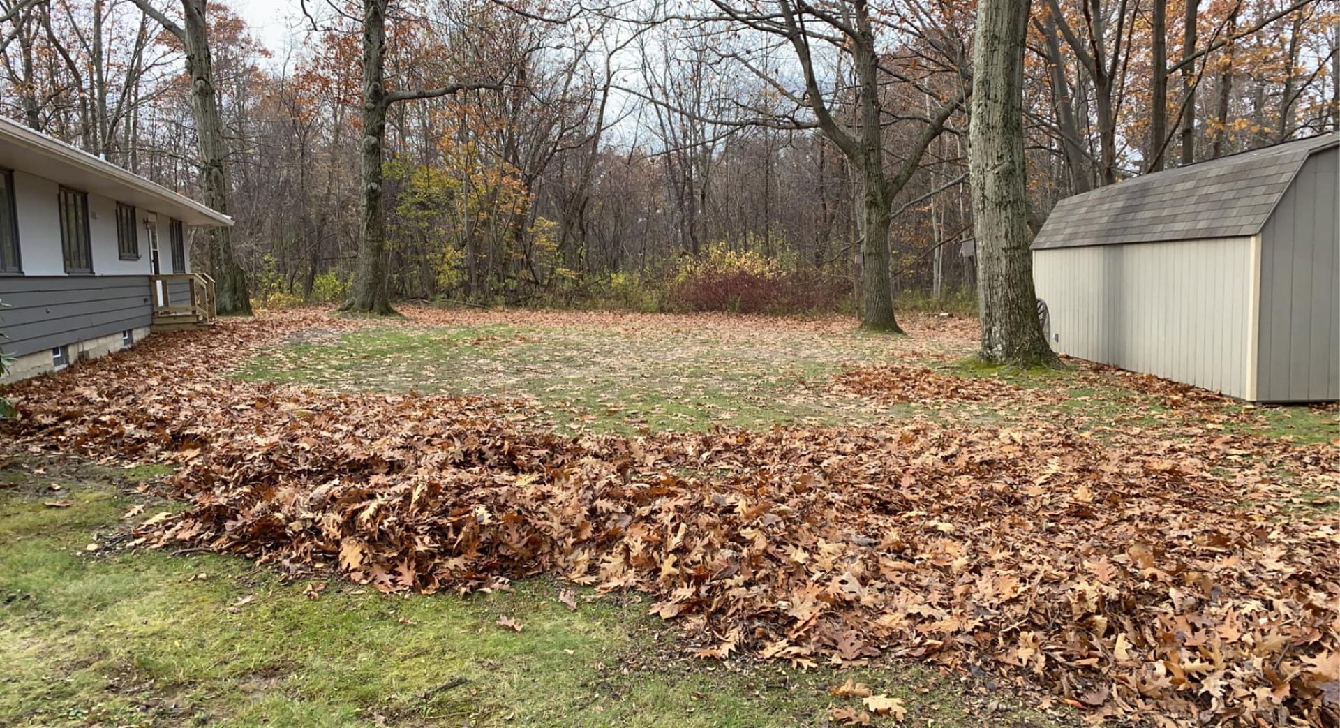 A pile of leaves in a yard next to a house and a shed.