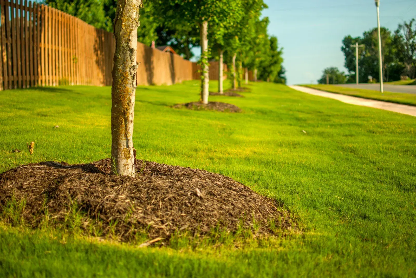 A row of trees in a park with a wooden fence in the background.