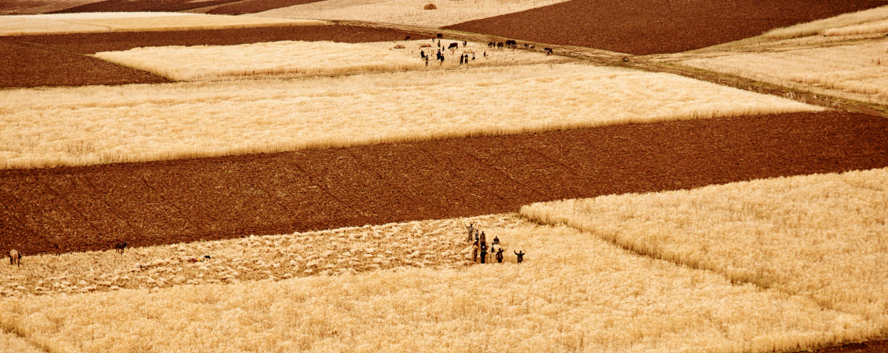 Fields of wheat and soil in a patchwork pattern. Shadows cast across the crops.
