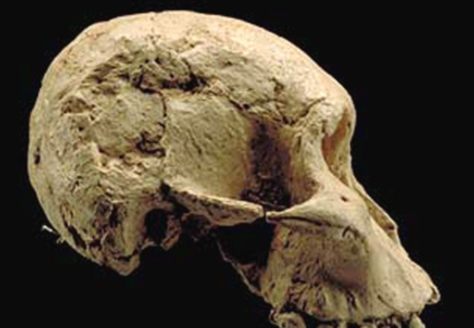 Fossil hominid skull, profile view showing prominent brow ridge and large jaw.