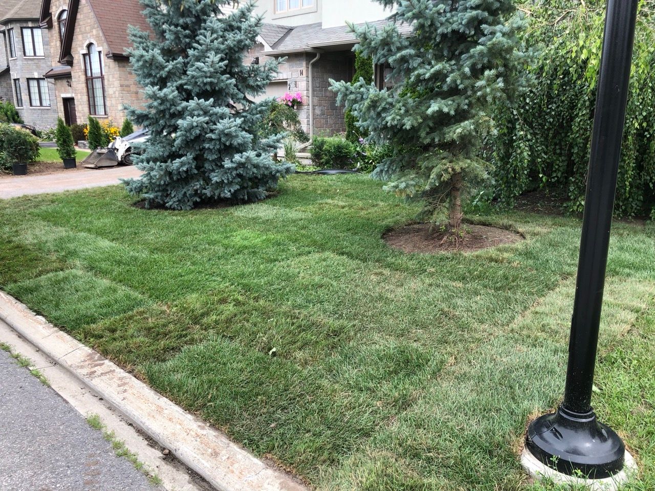 Pelouse avec des parcelles d'herbe verte, deux épinettes bleues, un trottoir et un lampadaire devant une maison.