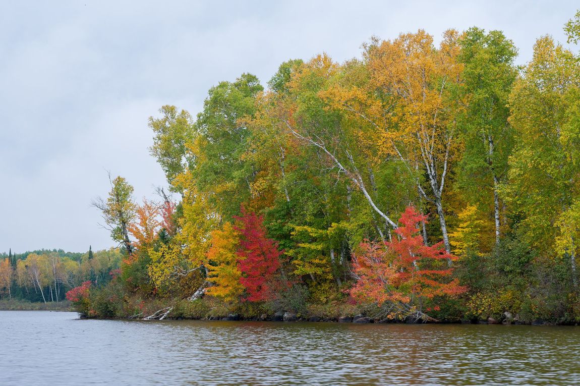 Autumn trees with red and gold leaves along a lake shore under a cloudy sky