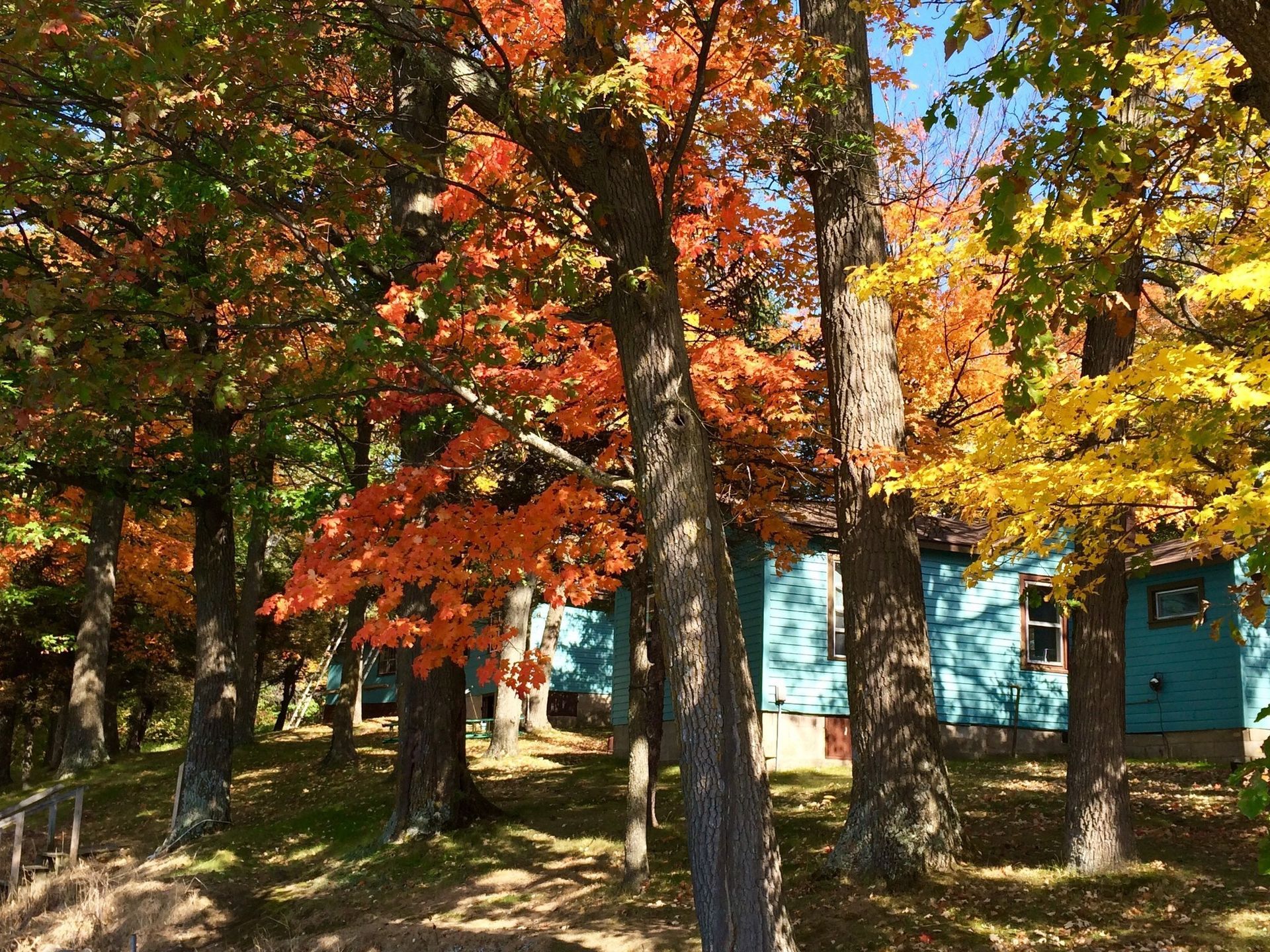 Autumn trees with red, yellow, and green leaves in front of a teal building