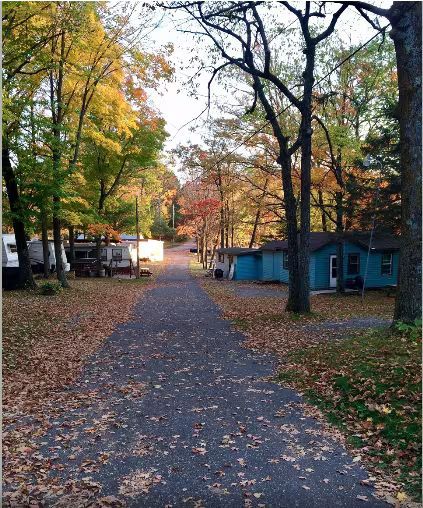 Tree-lined paved path in autumn, with fallen leaves and small cabins on either side.