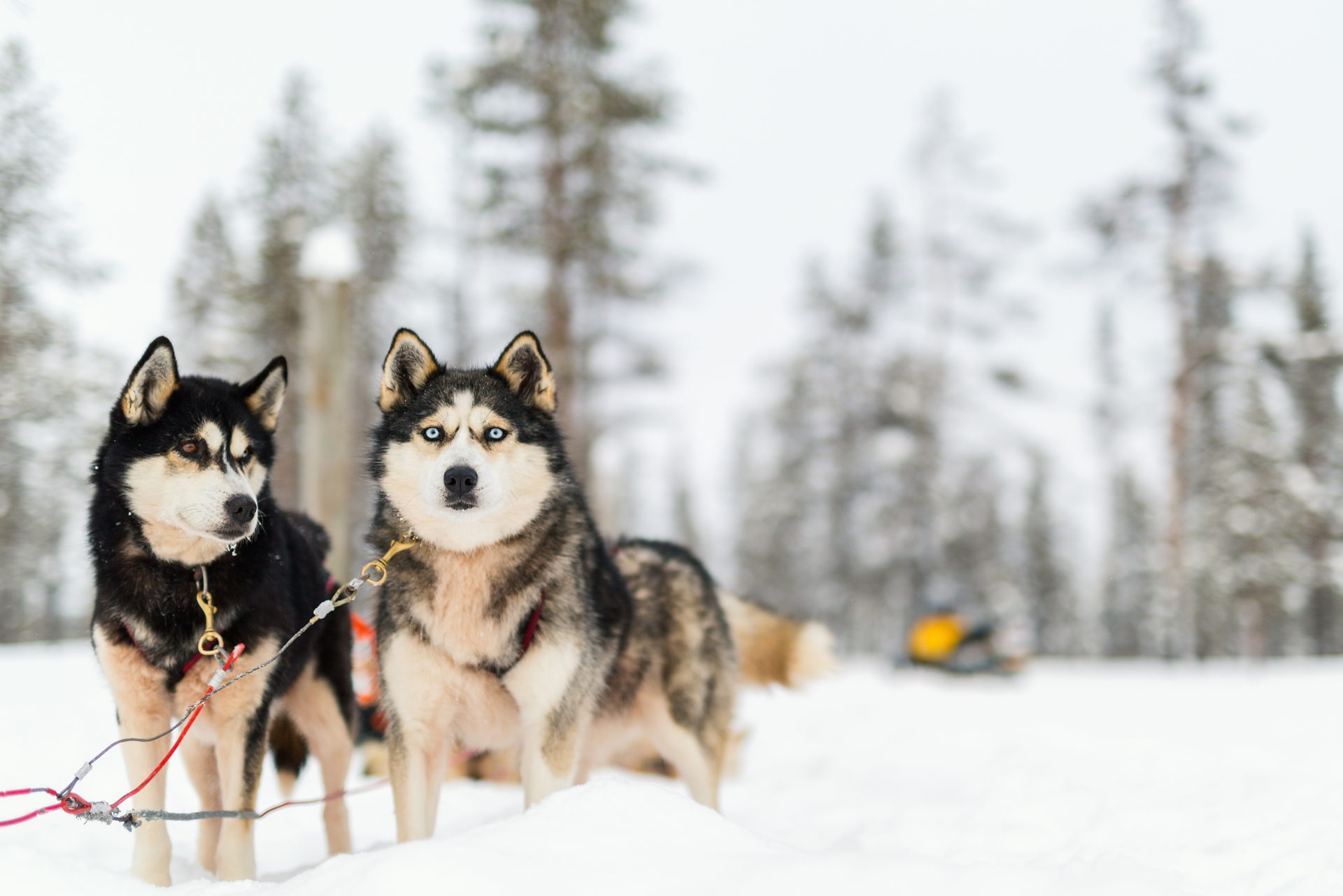 Two huskies ready for a sledding tour in snowy Levi, Lapland. 