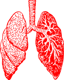 A red drawing of a pair of lungs on a white background