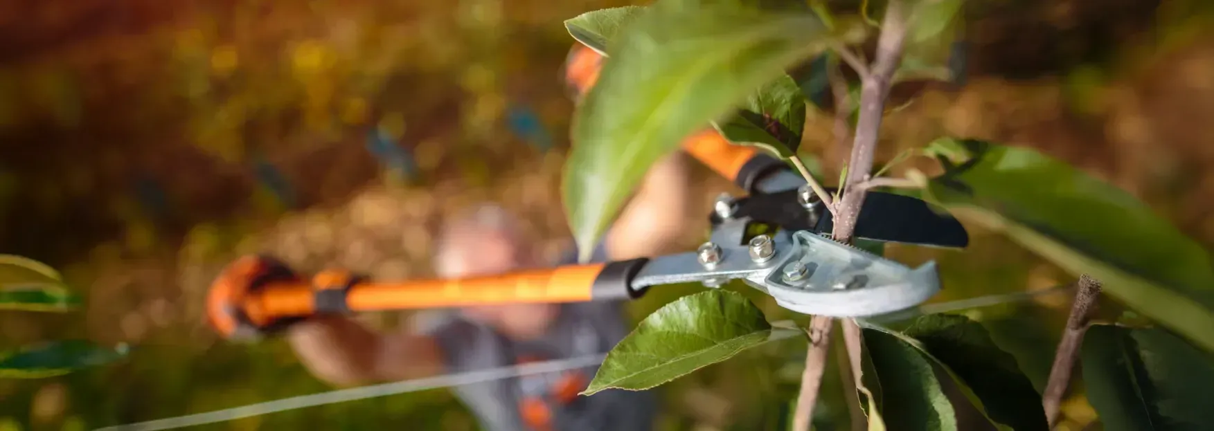 Maintain Trees' Health with Professional Pruning - South Bay residents in the Torrance and Palos Verdes